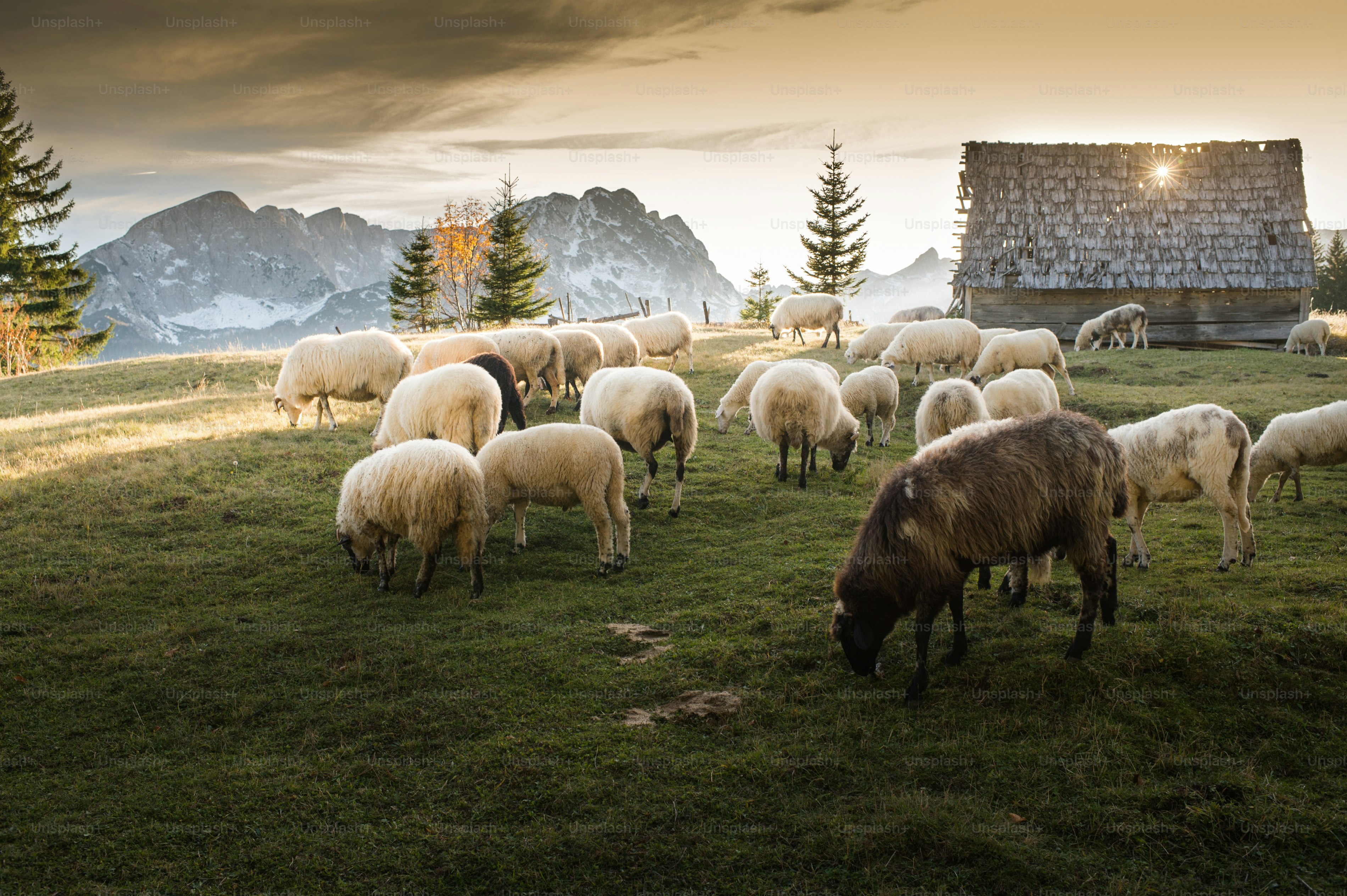 Flock of sheep grazing in a hill at sunset. photo – Grassland Image on ...
