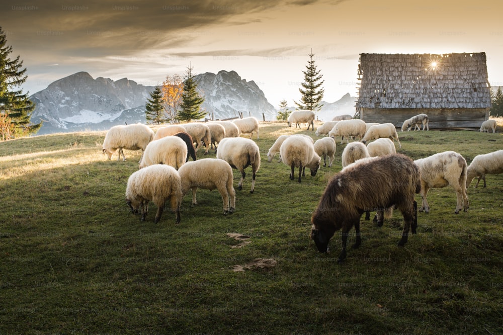 夕暮れ時に丘で草を食む羊の群れ。