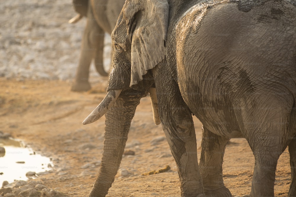 Elephant at the Okaukuejo water hole