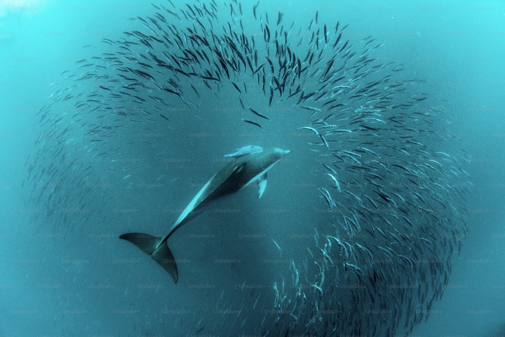 Un delfín común en Sudáfrica