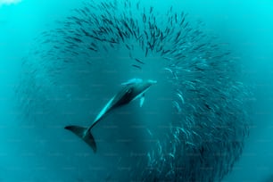 Ein gewöhnlicher Delfin in Südafrika