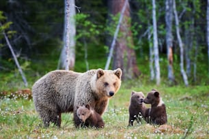 어미 곰은 핀란드 타이가에서 세 마��리의 작은 강아지를 보호합니다.