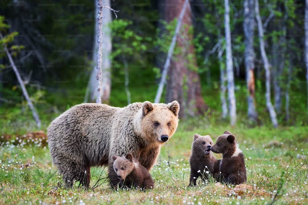 Mãe urso protege seus três filhotes de cachorro na taiga finlandesa