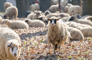畜産農場、羊の群れ