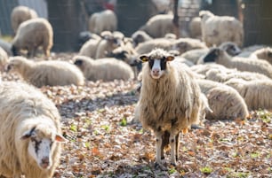 Livestock farm, herd of sheep