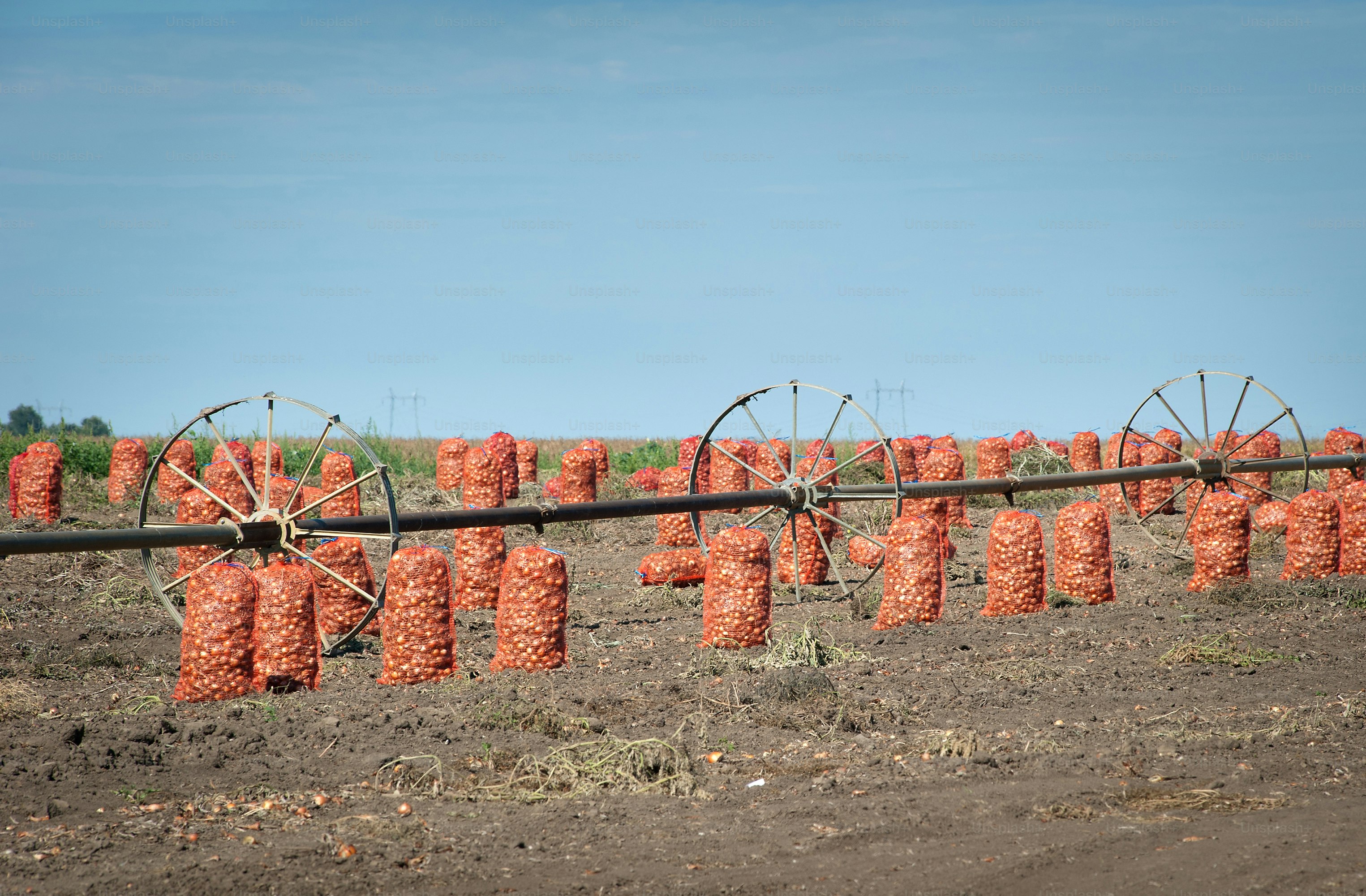 Packed onion in field after harvest