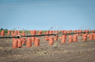 Oignon emballé dans le champ après la récolte