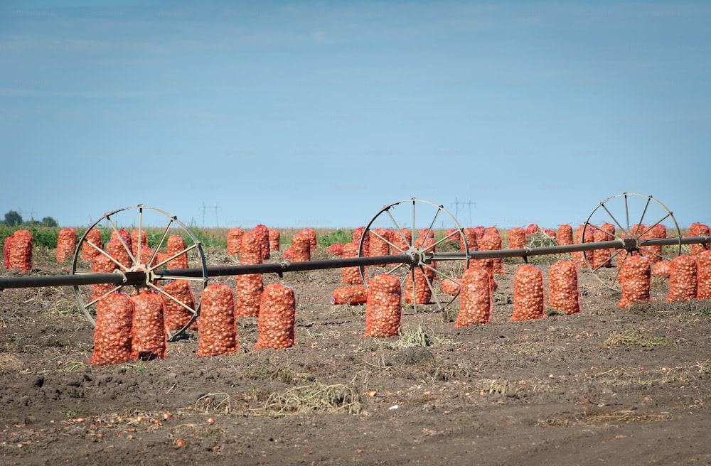 Packed onion in field after harvest