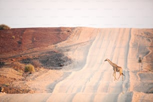 Uma girafa em Palmwag Concession, Namíbia.
