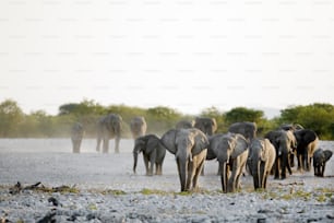 Elephants at a water hole