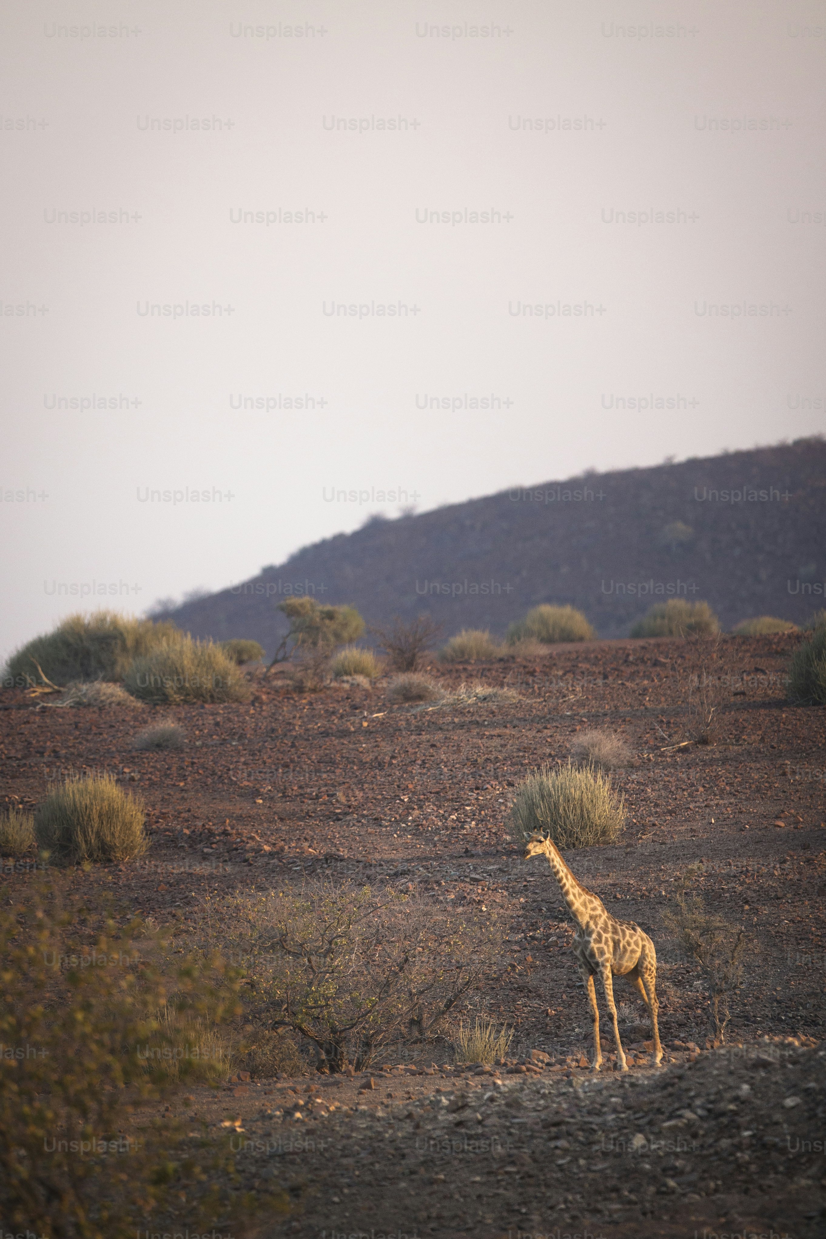 Una giraffa nella concessione di Palmwag, Namibia
