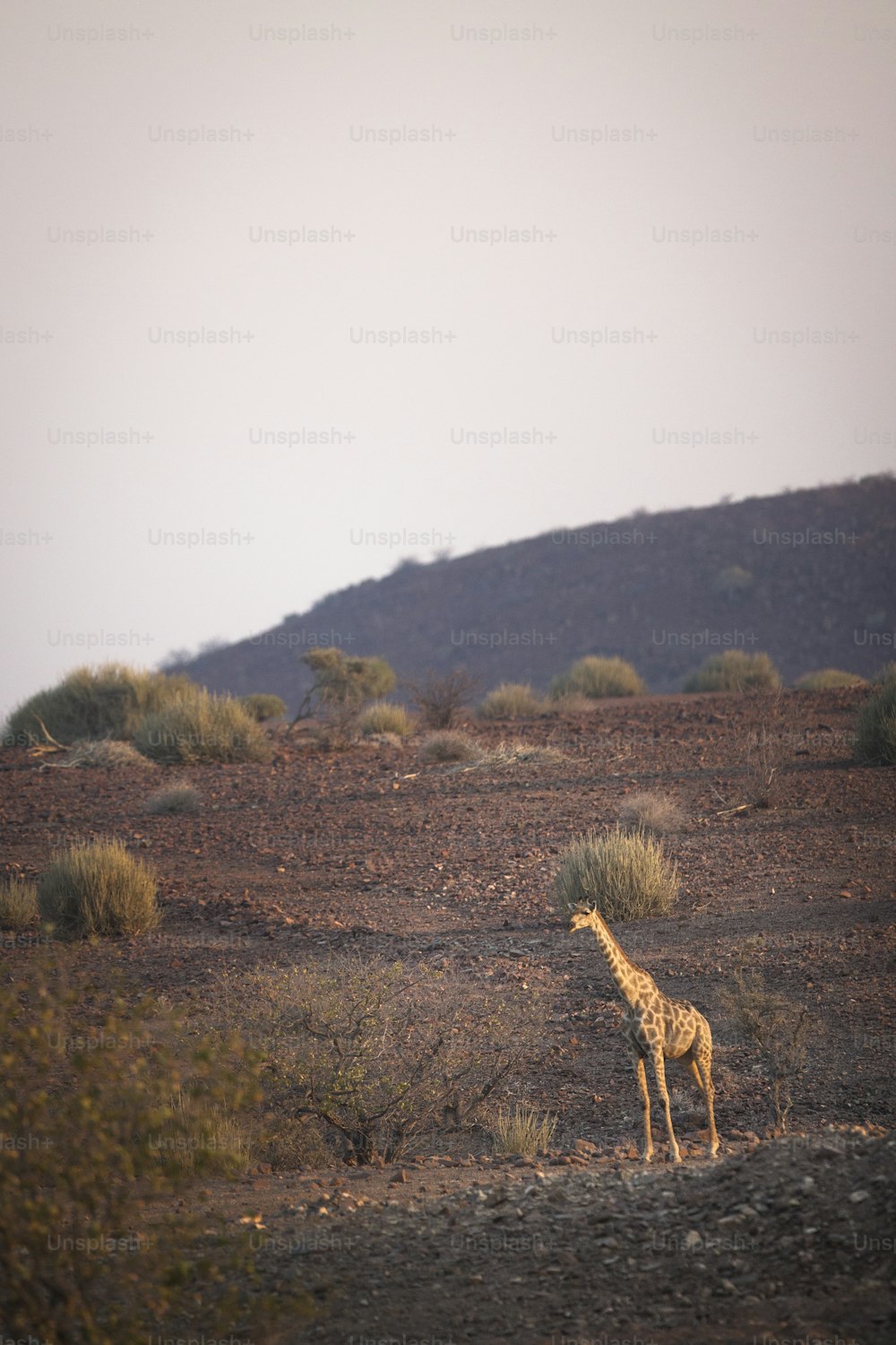 Una giraffa nella concessione di Palmwag, Namibia.