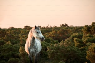 Close up of New Forest pony bathed in warm glowing sunrise sunlight in landscape