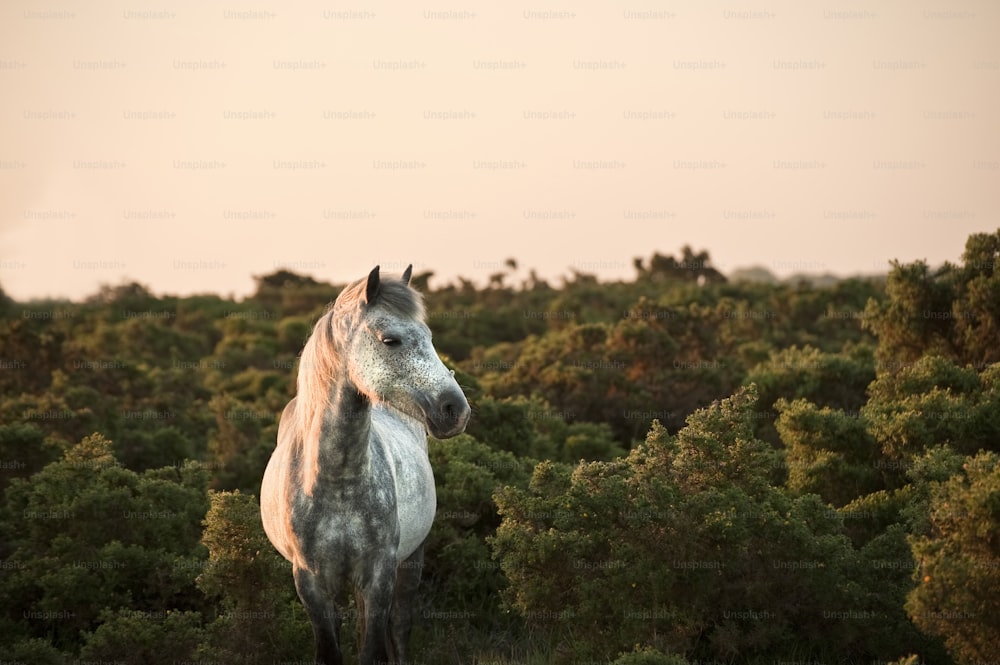 Nahaufnahme des New Forest Ponys in warmem, leuchtendem Sonnenaufgang in der Landschaft gebadet