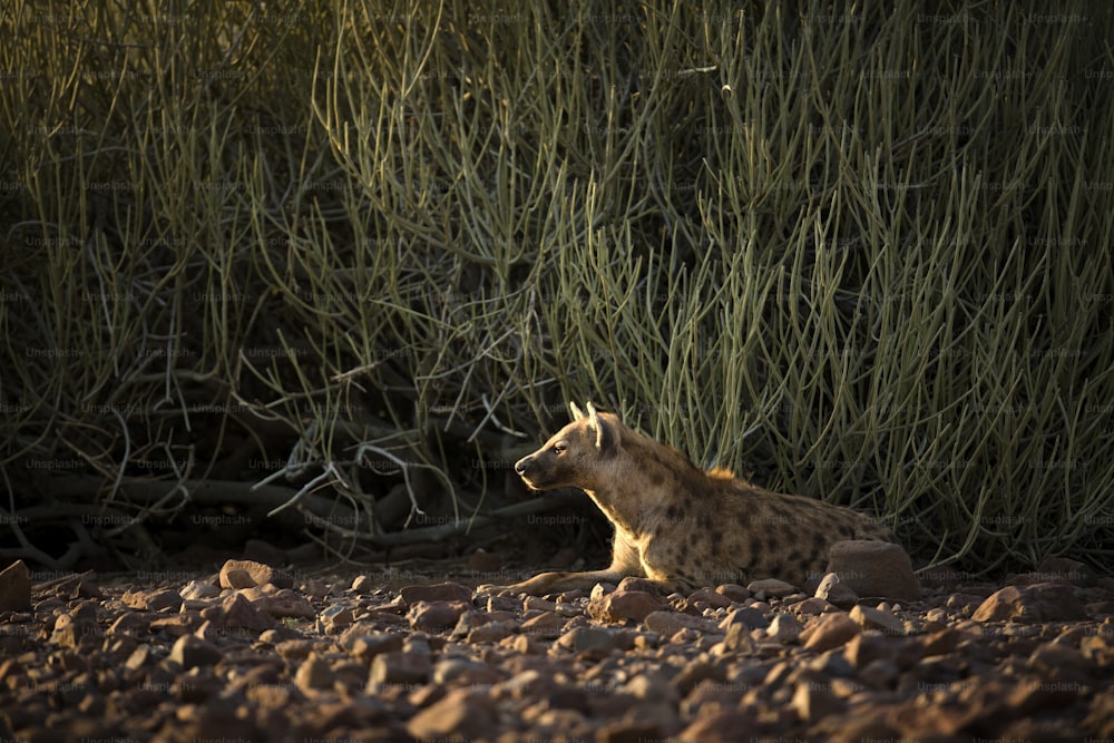 Una iena nella concessione di Palmwag, Namibia.