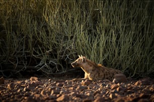 A Hyena in Palmwag Concession, Namibia.