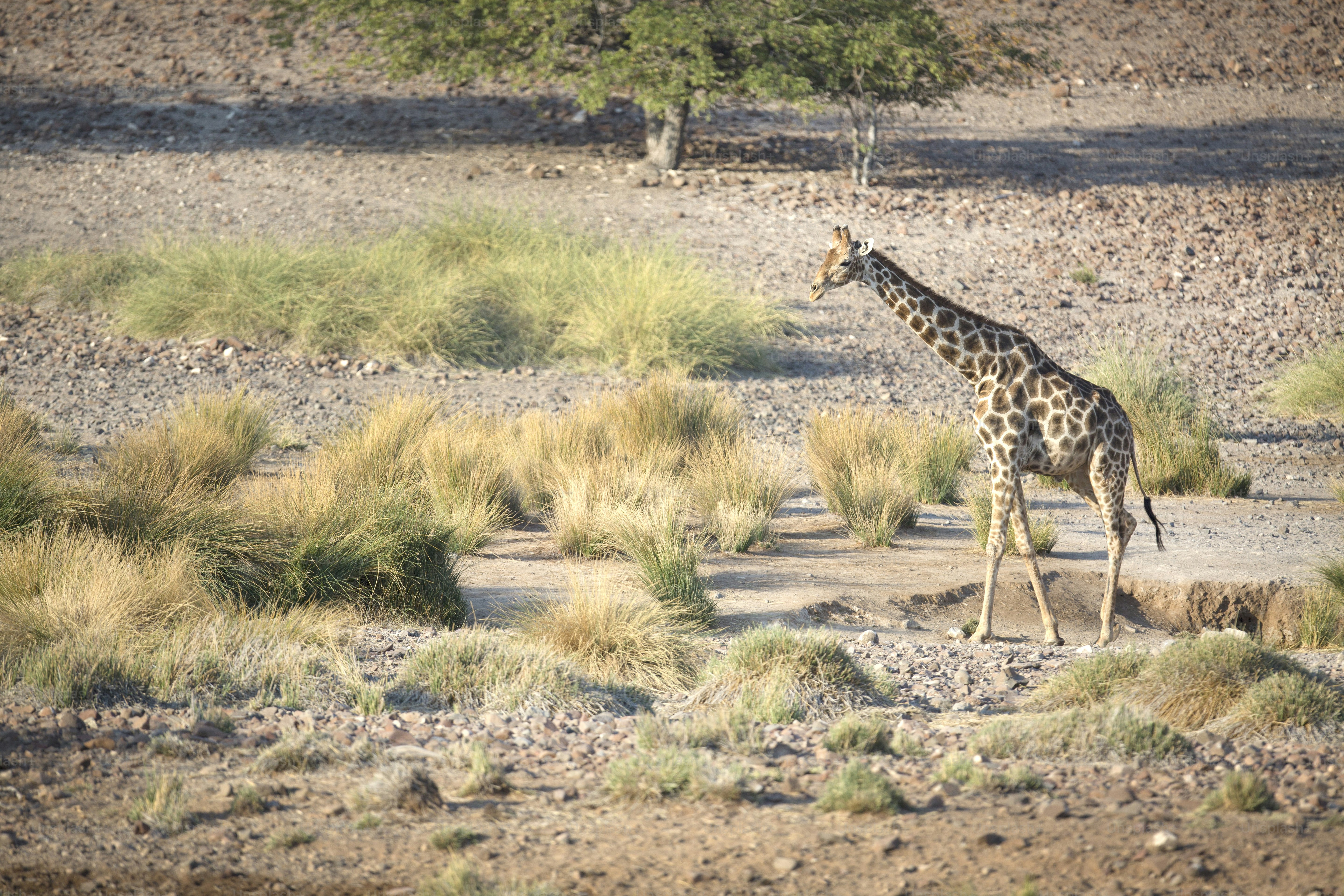 Una giraffa nella concessione di Palmwag, Namibia