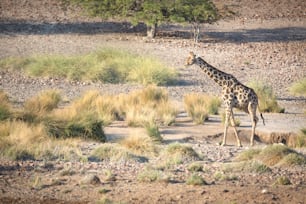 Une girafe dans la concession de Palmwag, en Namibie.