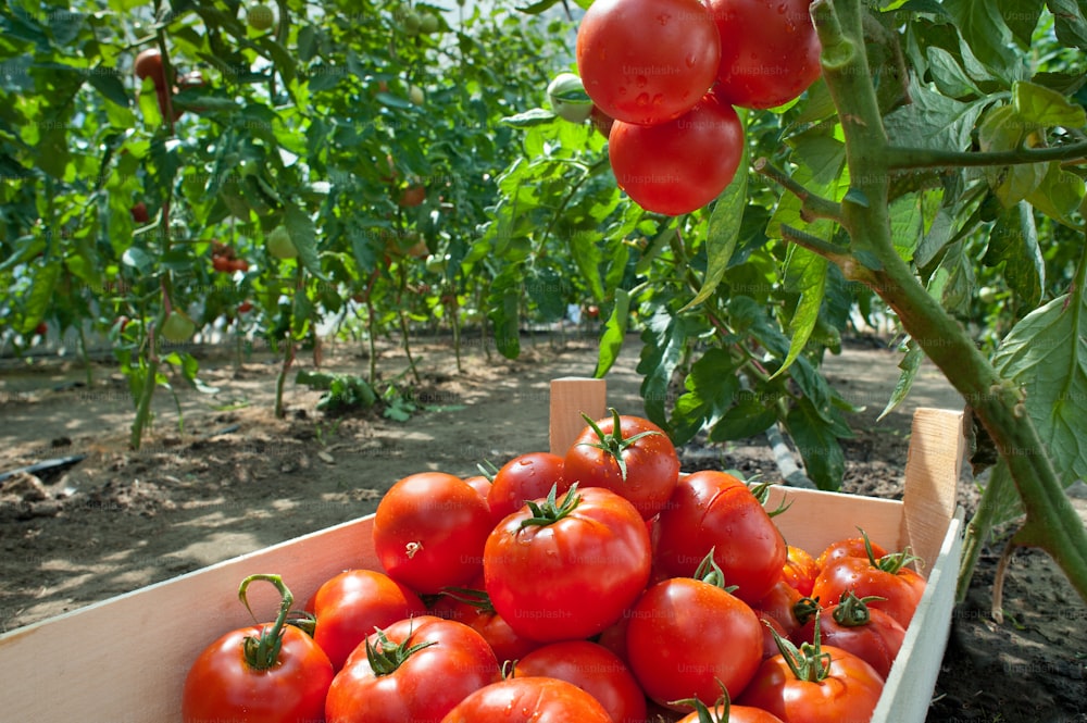 ripe tomatoes ready for picking