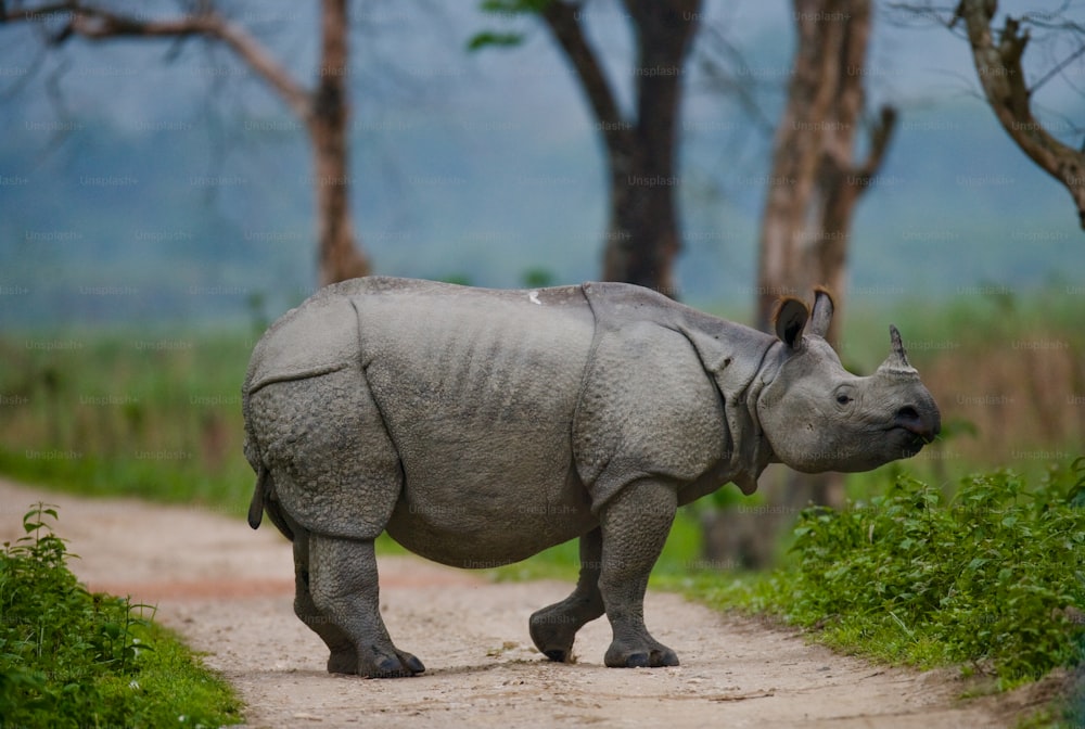El rinoceronte salvaje de un cuerno está parado en la carretera en la India. Parque Nacional de Kaziranga.