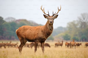 Portrait of majestic powerful adult red deer stag in Autumn Fall forest