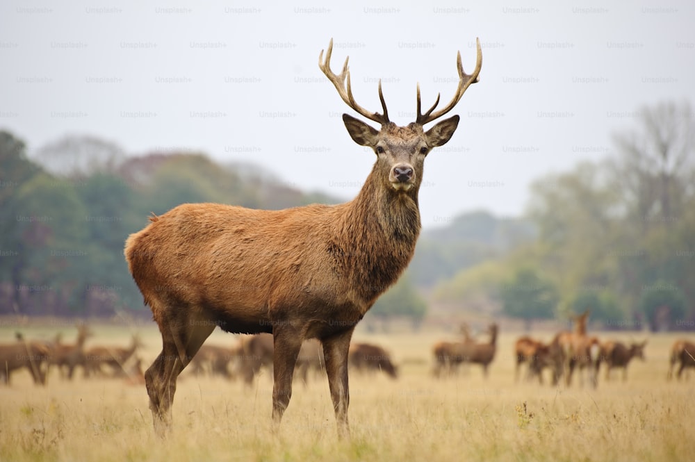 Portrait of majestic powerful adult red deer stag in Autumn Fall forest  photo – Mammal Image on Unsplash