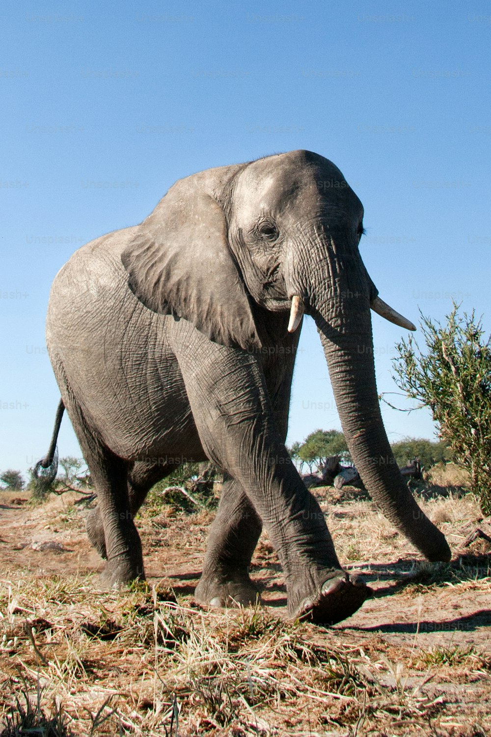 Elefante che cammina attraverso il bushveld