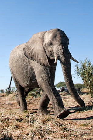 Elephant walking through the bushveld