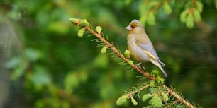 Greenfinch perched on a branch of pine in the spring