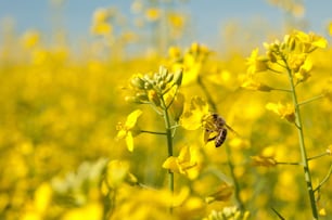 ミツバチと油糧種子の花