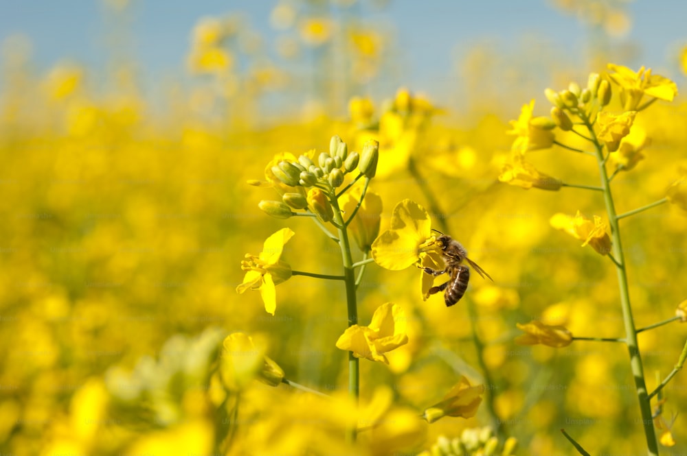 Abeille mellifère et fleur d’oléagineux