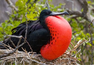 Retrato da fragata de barriga vermelha. As Ilhas Galápagos. Pássaros. Equador. Uma excelente ilustração.