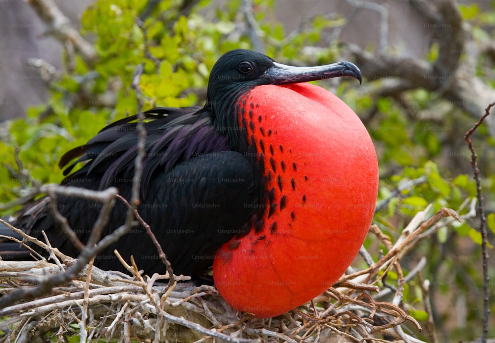 Portrait of Red-bellied frigate. The Galapagos Islands. Birds. Ecuador. An excellent illustration.