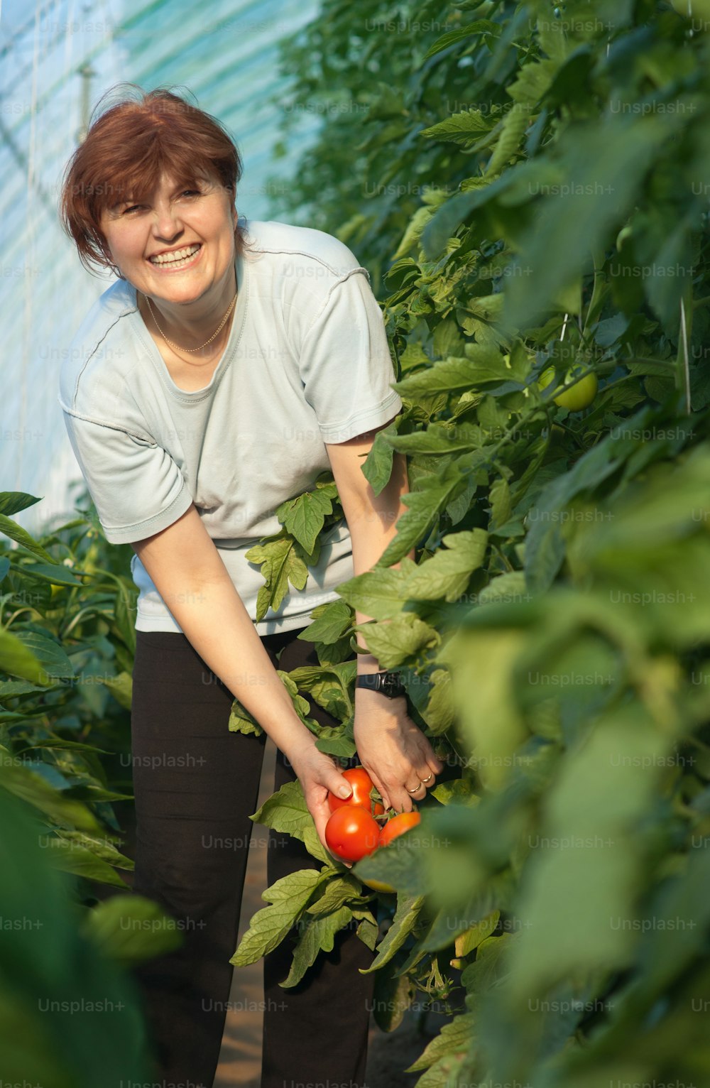 women picked tomatoes