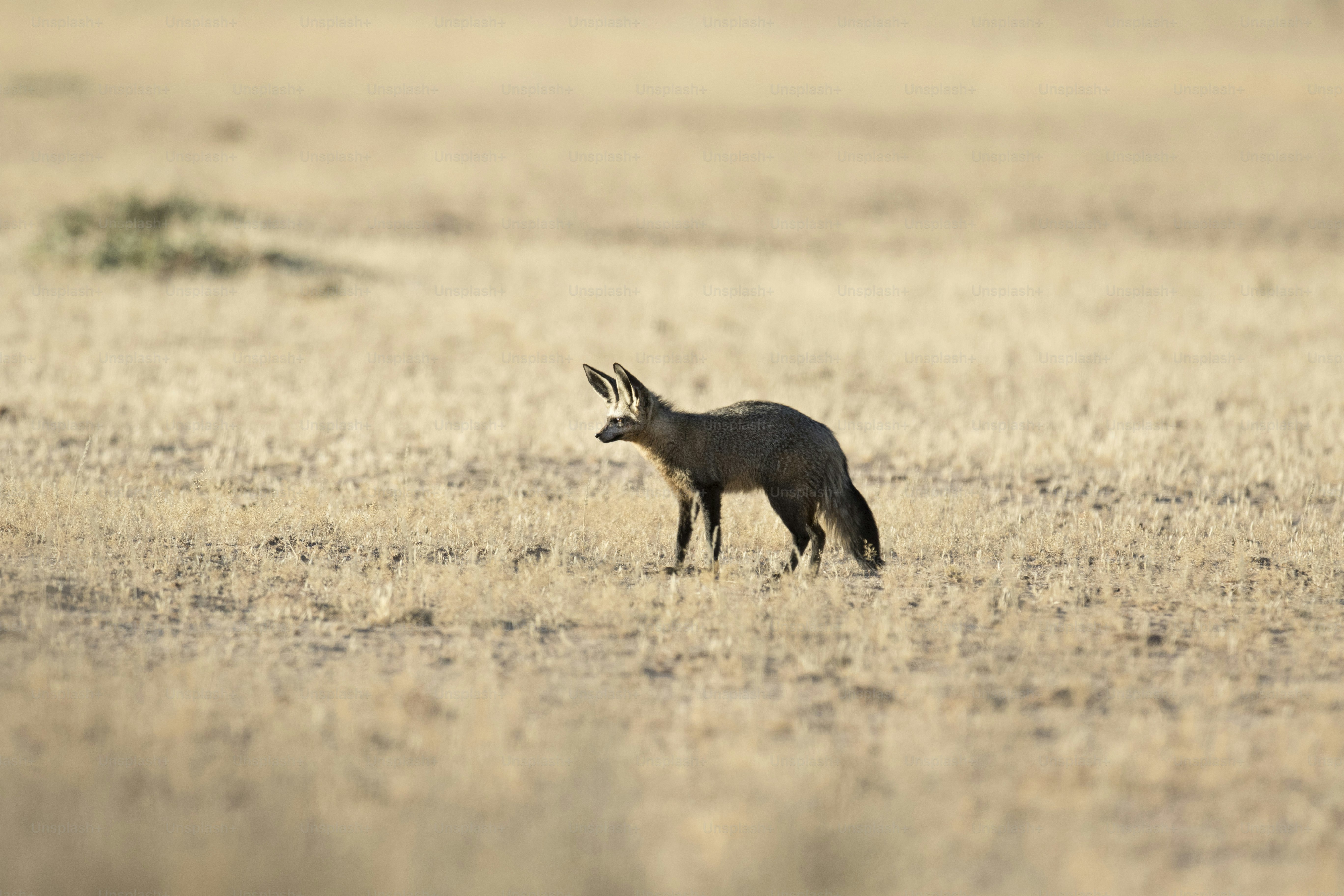 Bat Eared Fox