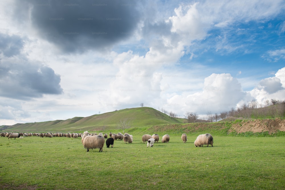 春の牧草地の羊