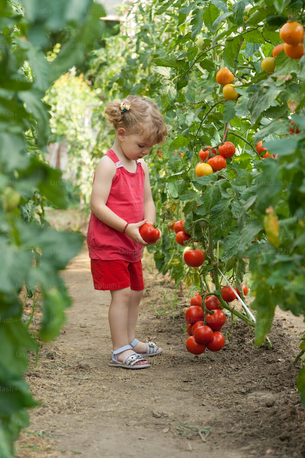 girls picked tomatoes