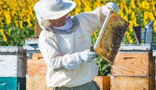 Beekeeper working in the field of sunflowers