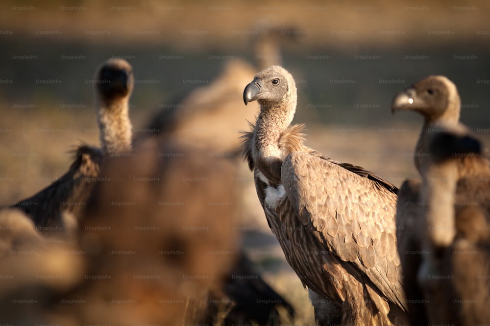 Close up of a vulture