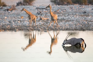 Agua potable para jirafas y oryx
