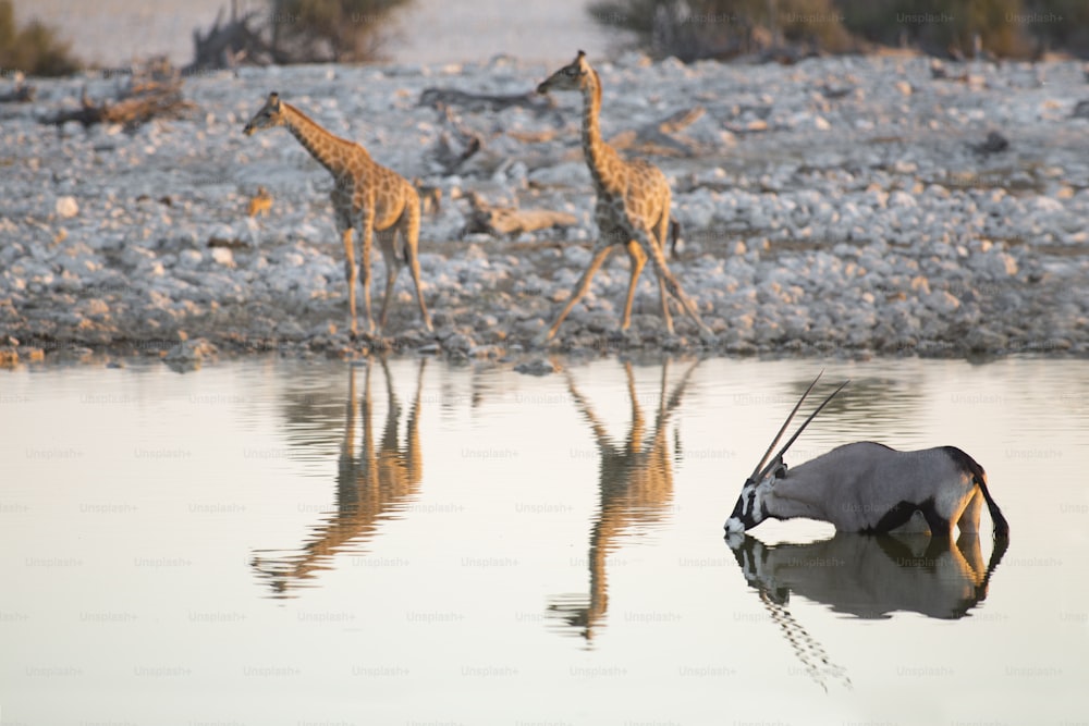 Giraffe and Oryx drinking water