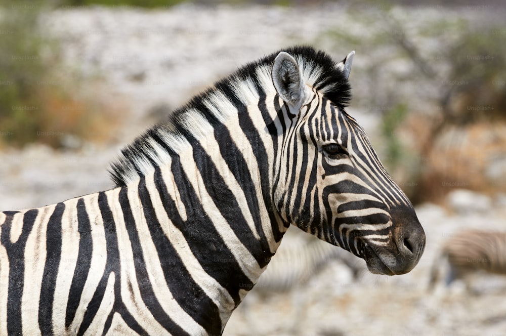 Retrato de uma zebra fotografada horizontalmente em um parque da Namíbia