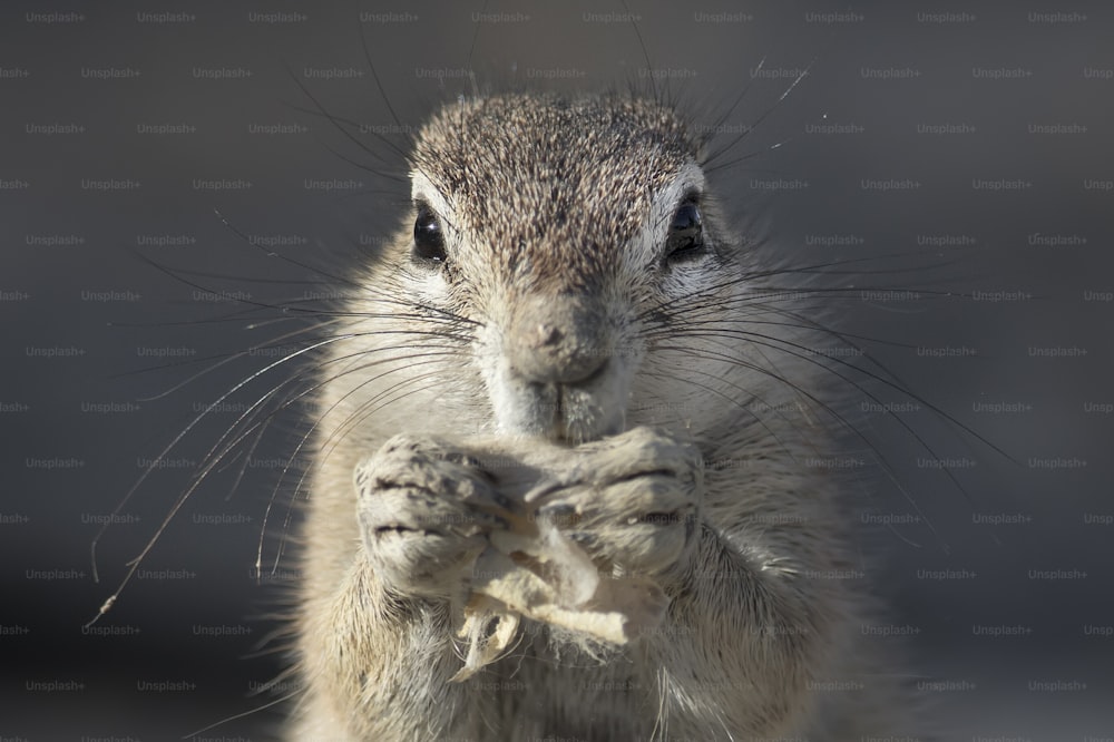 Ground squirrel