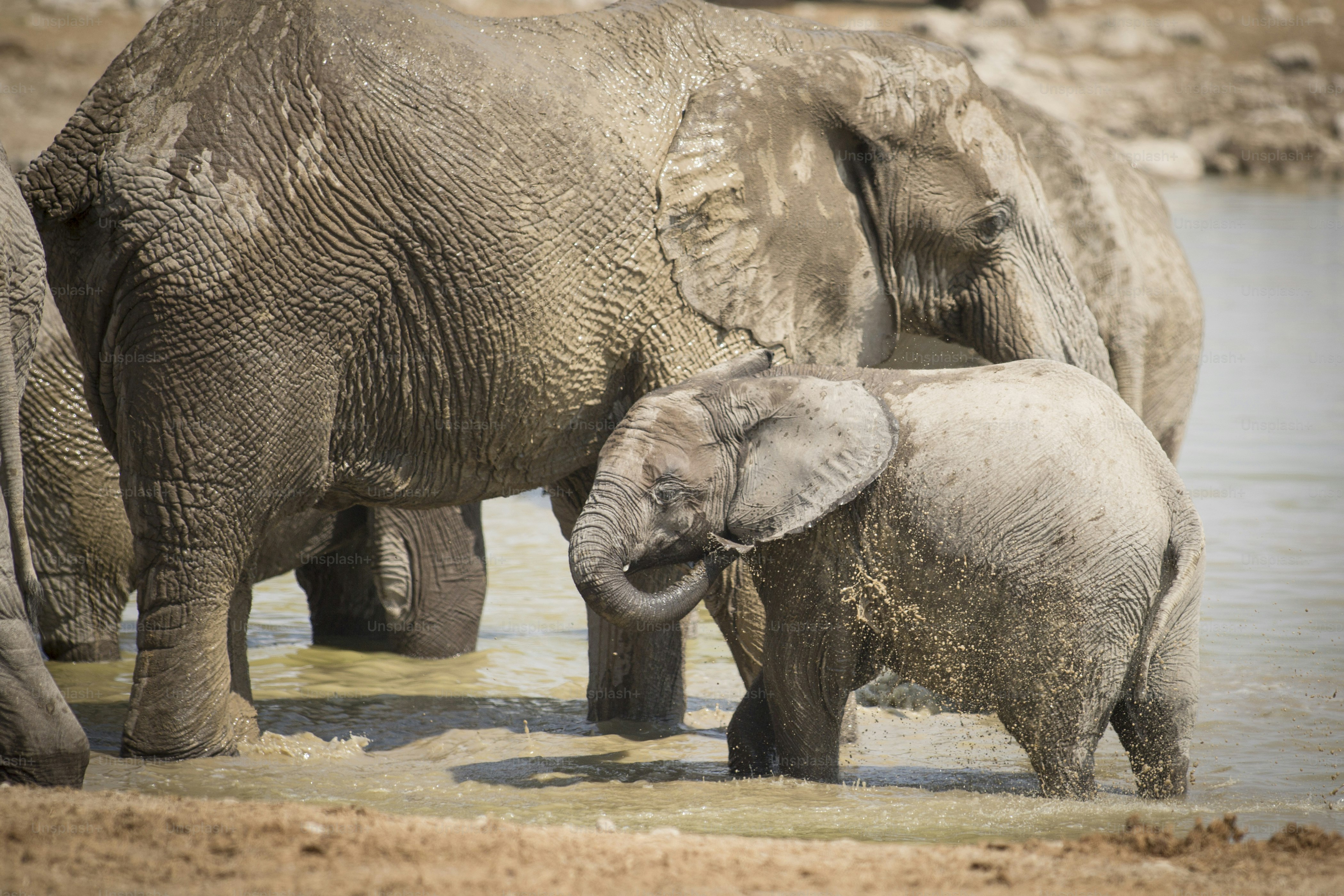 Elefant am Okaukuejo Wasserloch