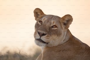 Lioness in the sunset