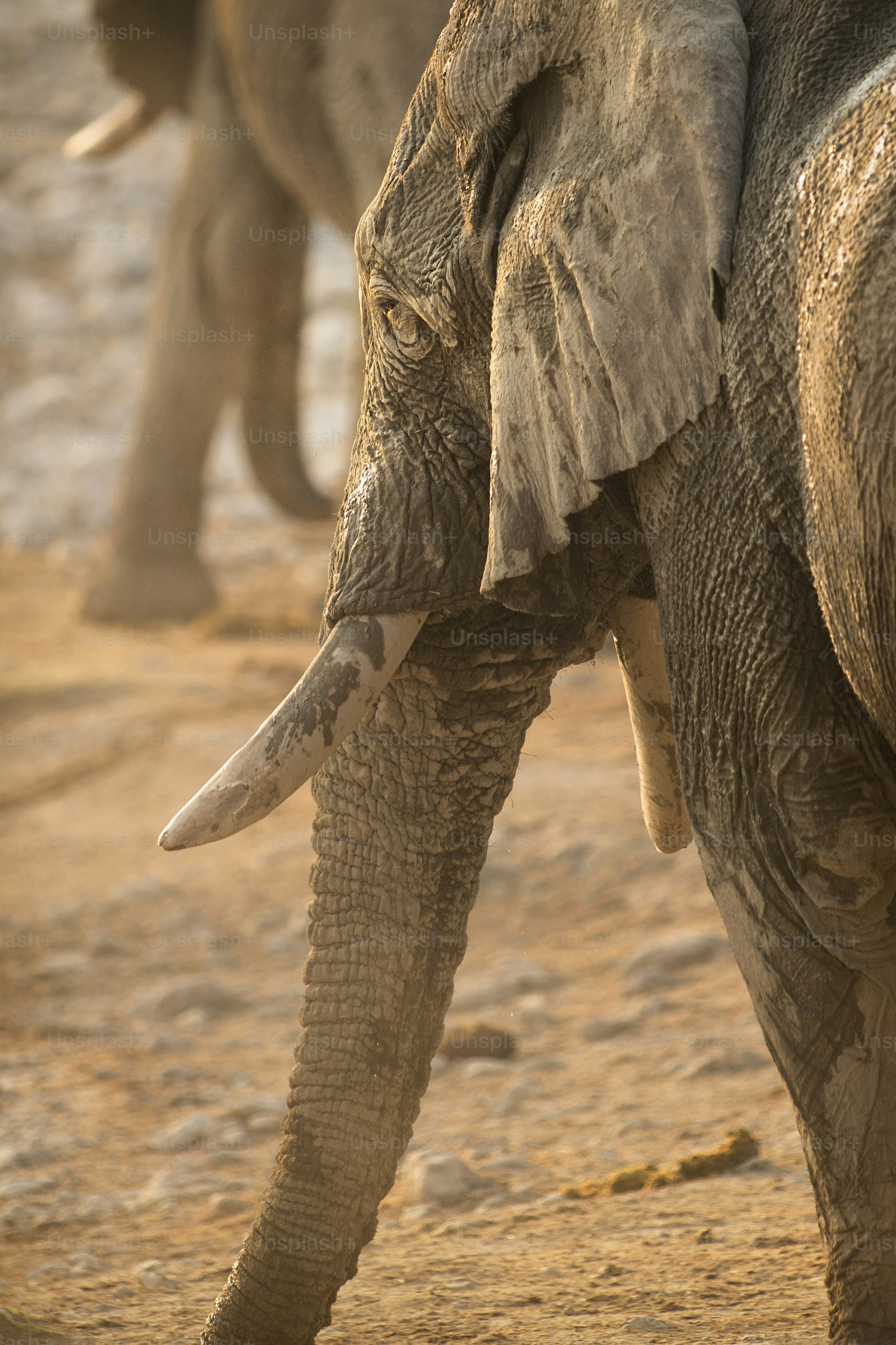 Elephant at the Okaukuejo water hole