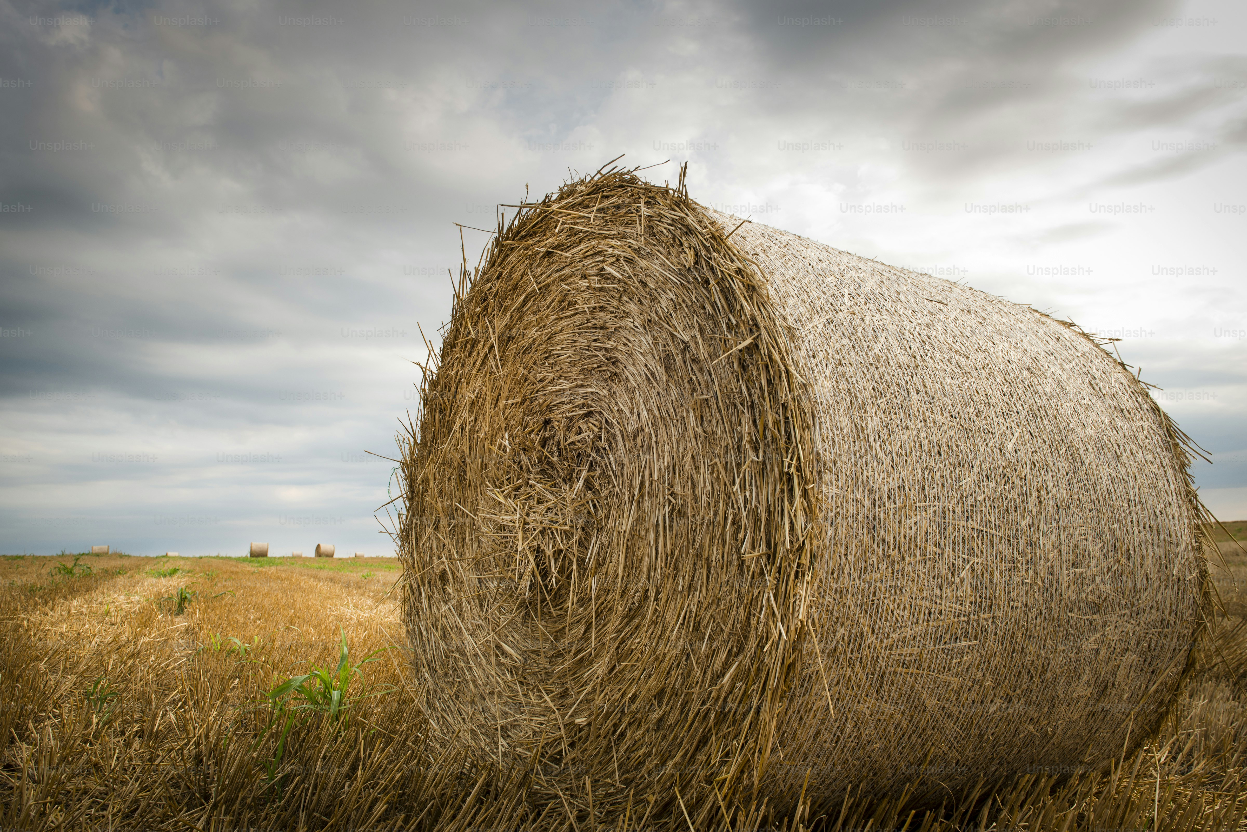 field with straw bales in summer