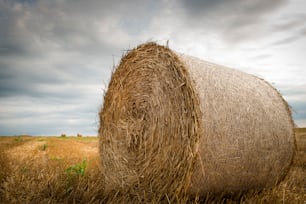 field with straw bales in summer