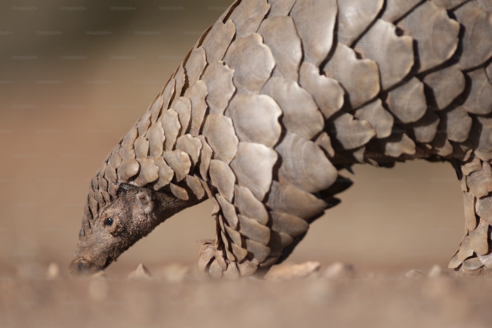 Pangolin hunting for ants.