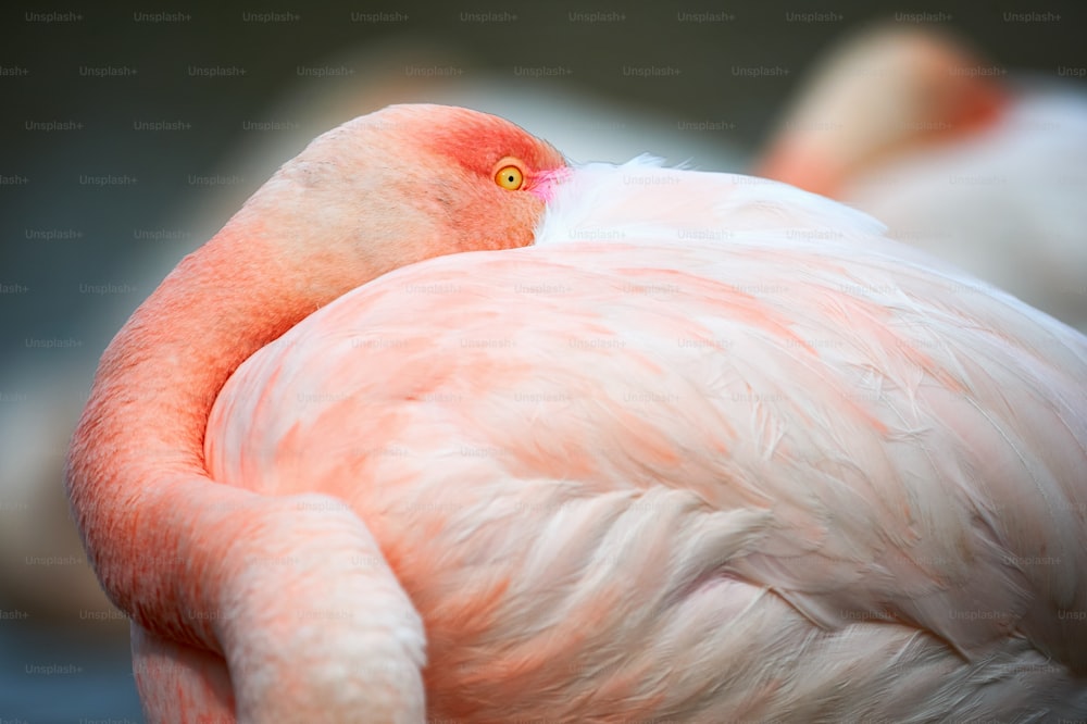 Beautiful greater Flamingo with up hidden between the feathers